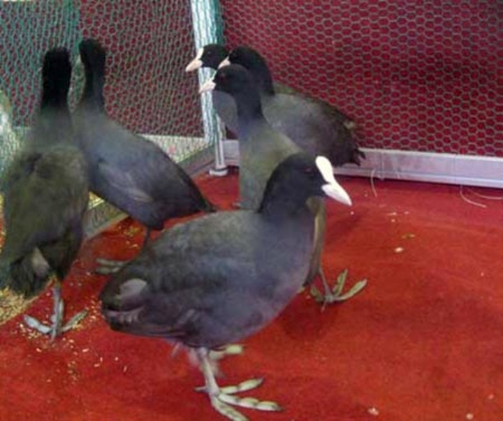 Special king offerings now in Hanoi for Tet - 6 Special king offerings now in Hanoi for Tet - 6