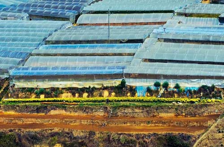 Cau Dat tea hills in Da Lat - 6