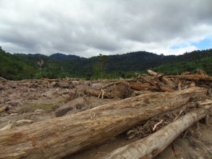 Mystery timber washed up after Thanh Hoa floods - 1