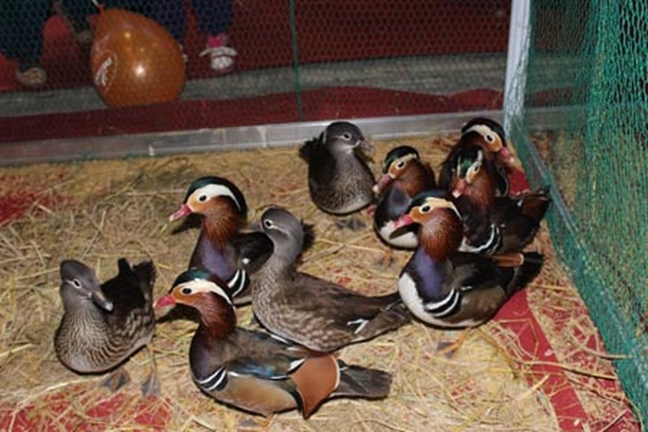 Special king offerings now in Hanoi for Tet - 9 Special king offerings now in Hanoi for Tet - 9