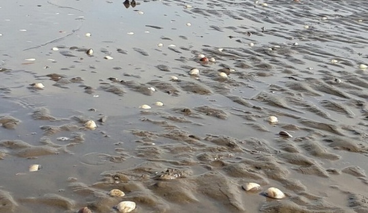 Fish and clams die en mass in Kien Giang - 1