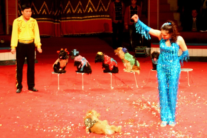 Second national jugglery festival opens in Hanoi - 1 Second national jugglery festival opens in Hanoi - 1