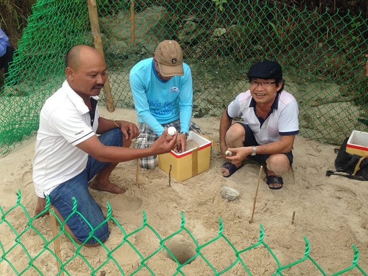 Chàm Island saves threatened turtle - 1 Chàm Island saves threatened turtle - 1