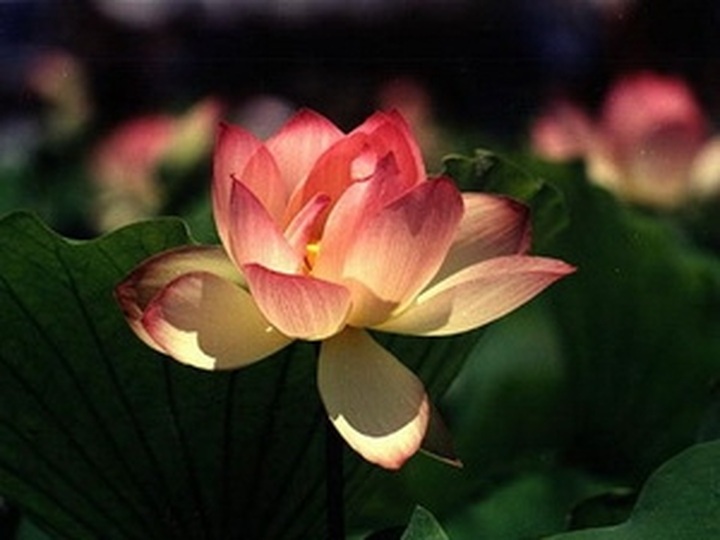 Lotus to be Vietnam's national flower - 1