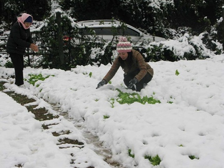 Sa Pa snowfall damages farms - 1