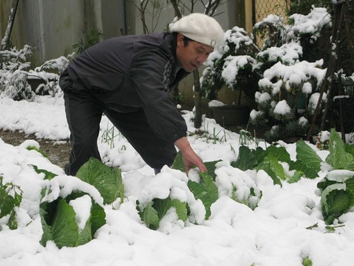 Sa Pa snowfall damages farms - 4