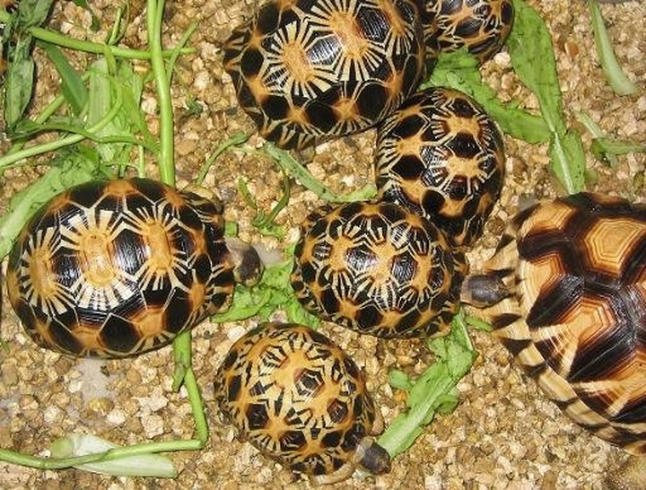 Hundreds of tortoises found in luggage at Thai airport - 1