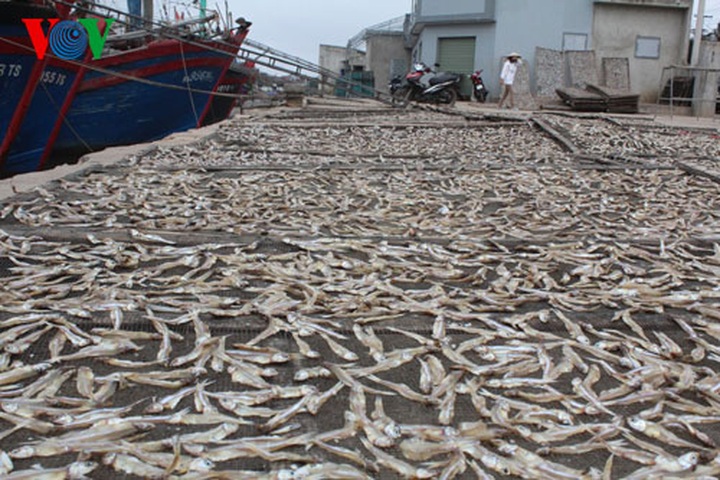 A big haul for fishermen in early 2014 - 11