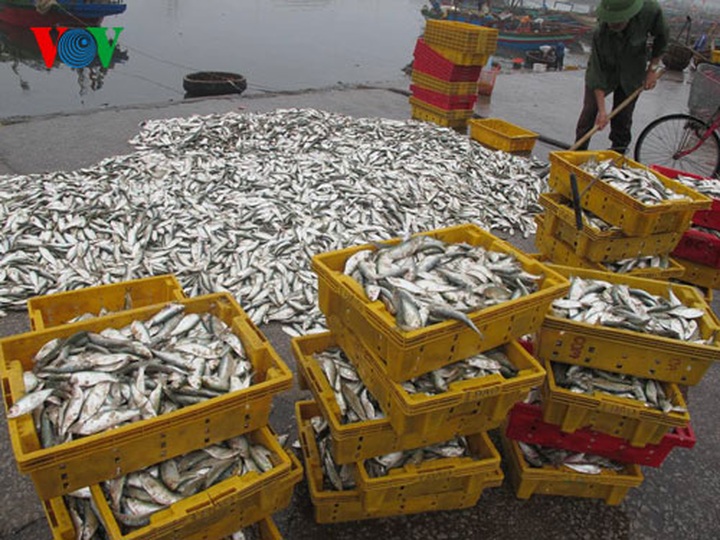 A big haul for fishermen in early 2014 - 12