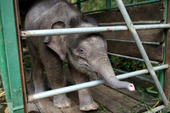 Six pygmy elephants found dead on Malaysian Borneo - 1