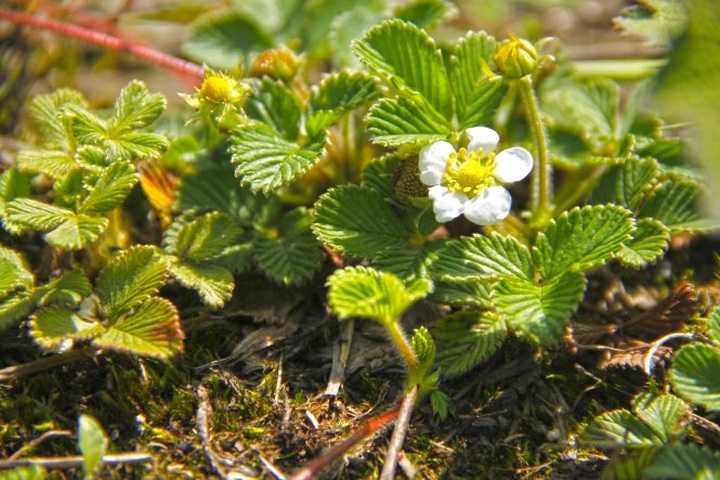 Admiring starry sky on Bach Moc Luong Tu mountain top - 4
