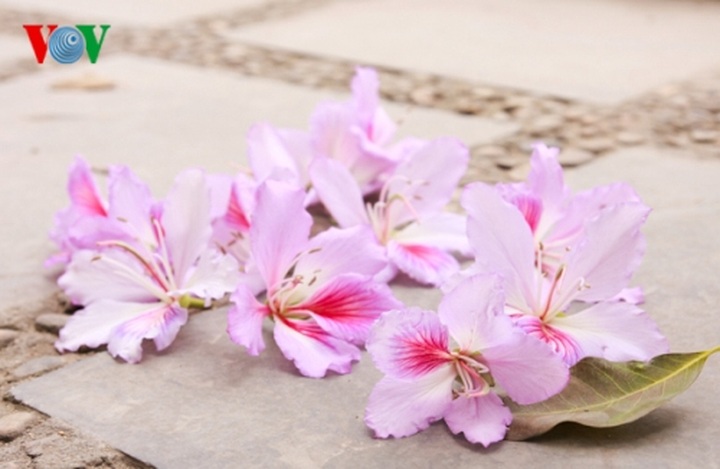 Hanoi turns blue purple - 5 Hanoi turns blue purple - 5