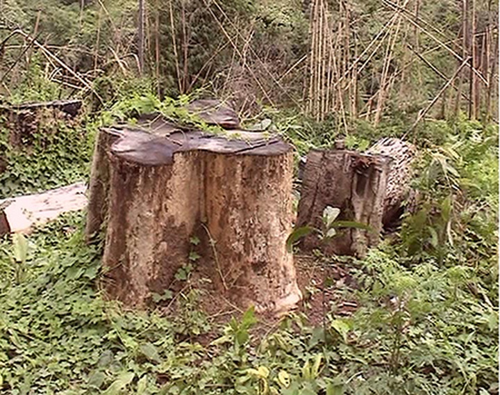 Forest police to be set up - 1