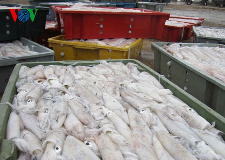 A big haul for fishermen in early 2014 - 8