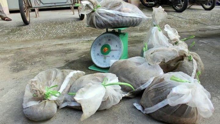 War on Pangolin Crime campaign launched - 1