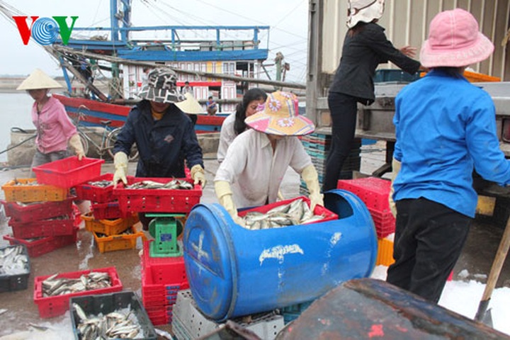 A big haul for fishermen in early 2014 - 9