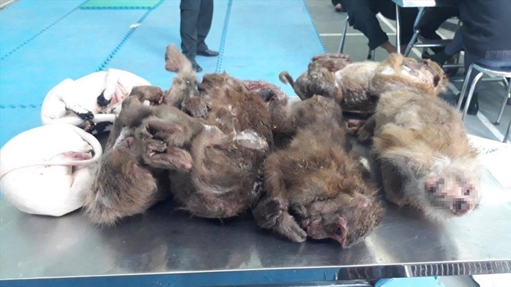 Car with six dead monkeys stopped - 1