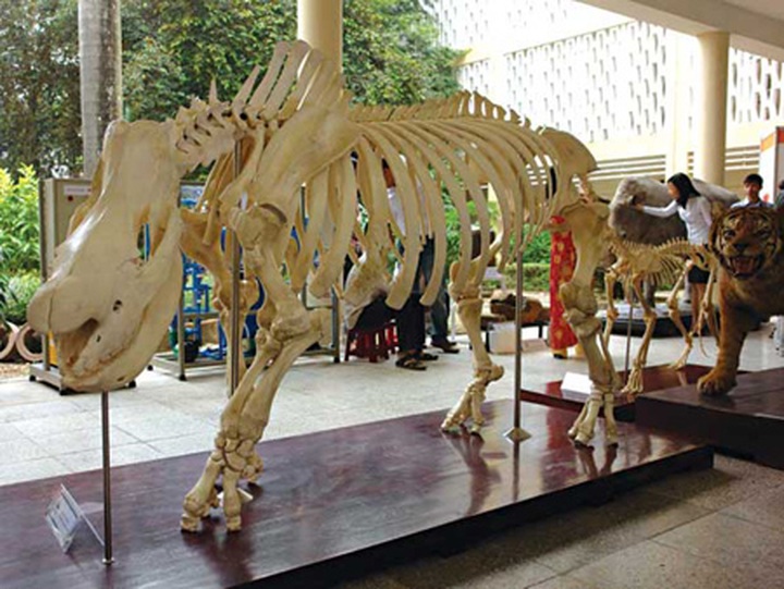 National nature museum for Hanoi - 1