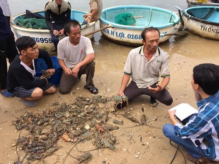 Massive lobster deaths caused by floods in Phu Yen - 1