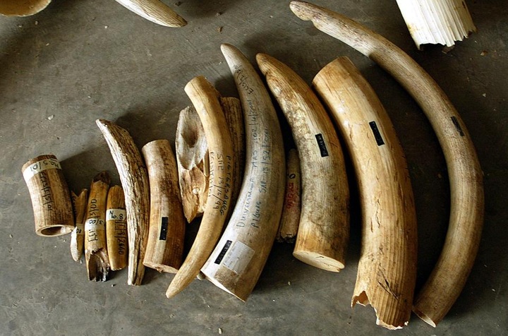 Half-tonne of smuggled ivory seized in Saudi - 1 Half-tonne of smuggled ivory seized in Saudi - 1