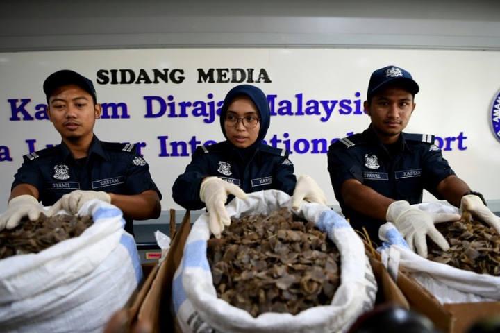 $1.2 million of pangolin scales seized in Malaysia - 1