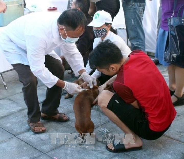 Just 41% of dogs in Vietnam vaccinated - 1