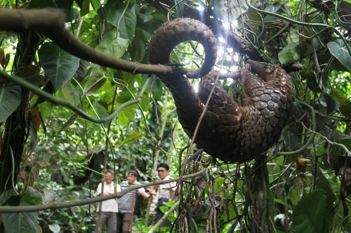Indonesian pangolin faces extinction due to trafficking: study - 1