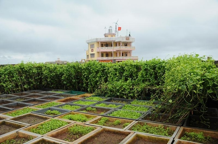 Tet preparations at Truong Sa Islands - 5 Tet preparations at Truong Sa Islands - 5