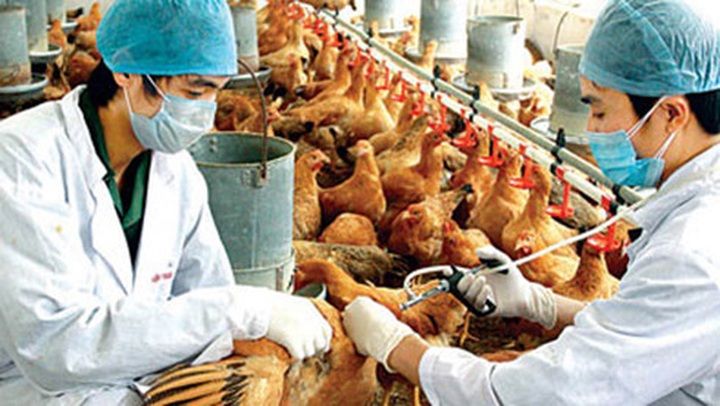 Bird flu expands in Vietnam, striking 2 more provinces - 1