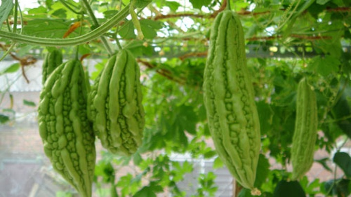 EU warns Vietnam fruit and vegetable growers - 1