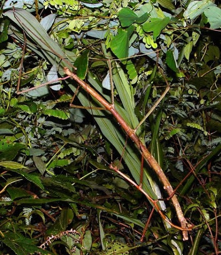 70 endangered species discovered in Vietnam - 1