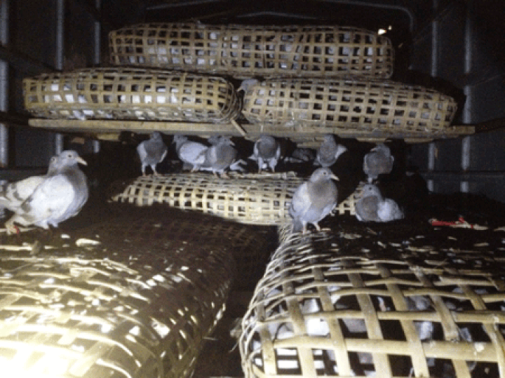 Hundreds of pigeons seized - 1