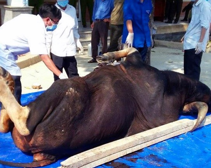 Another bull dies in Dong Nai Province - 1