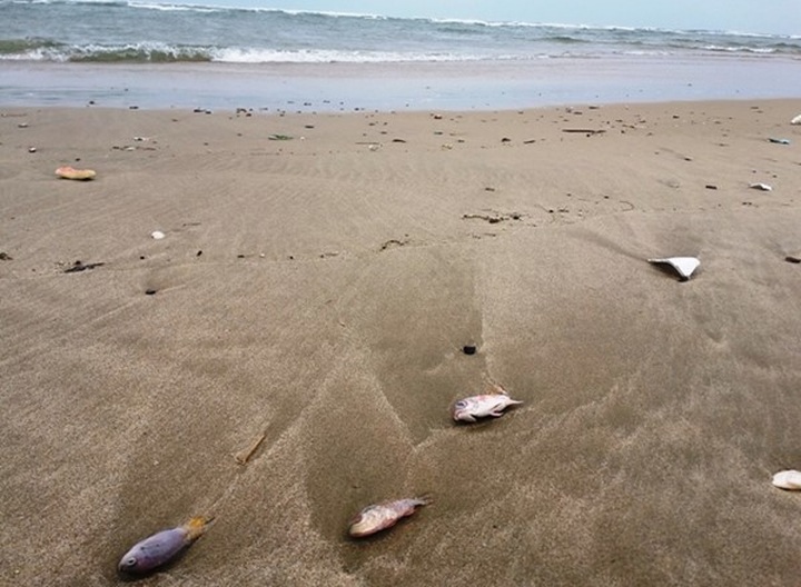 Many big pollution scandals uncovered in 2016: administration - 1