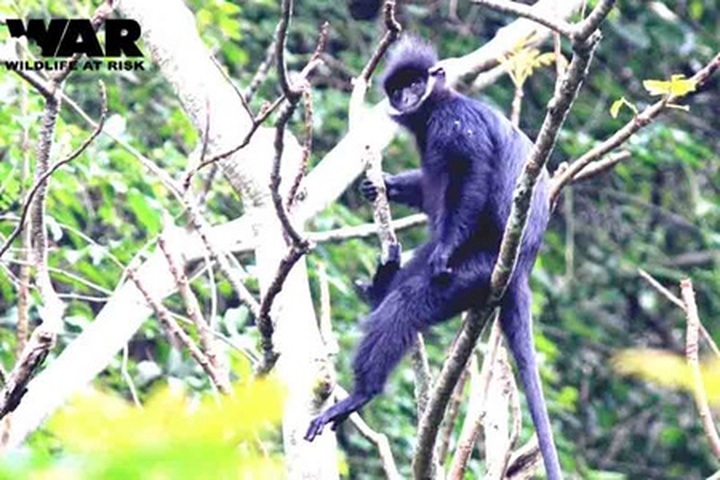 Populations of rare langur found in Quang Binh mountain - 1