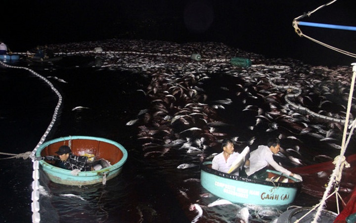 First big fish catch after Formosa pollution disaster - 1