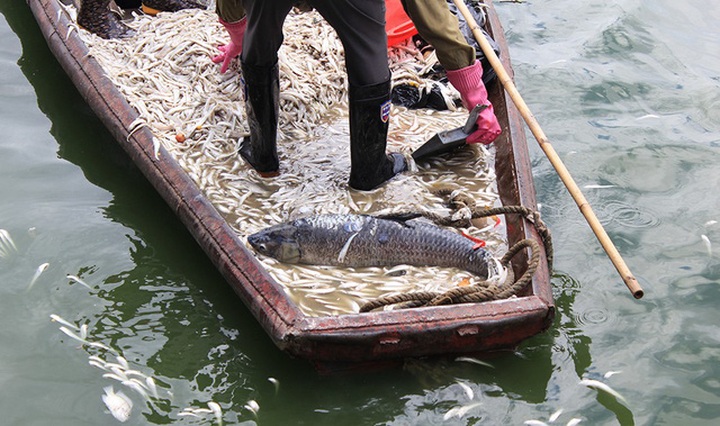 Mass fish deaths in Hanoi's West Lake - 5