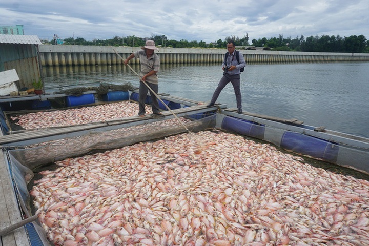 Mass fish deaths in Danang - 1 Mass fish deaths in Danang - 1