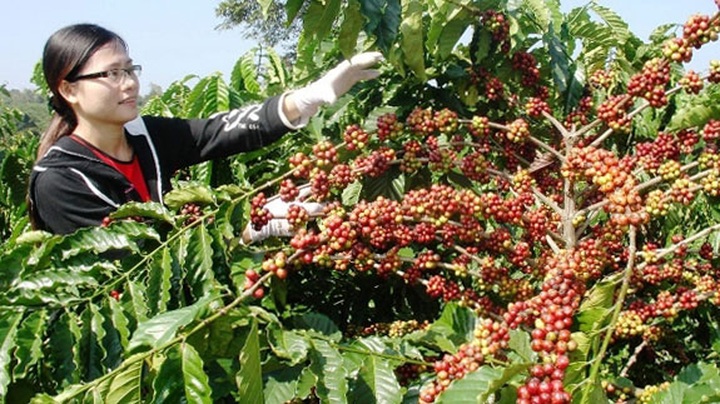 Buon Ma Thuot Coffee Festival to promote its trademark - 1 Buon Ma Thuot Coffee Festival to promote its trademark - 1