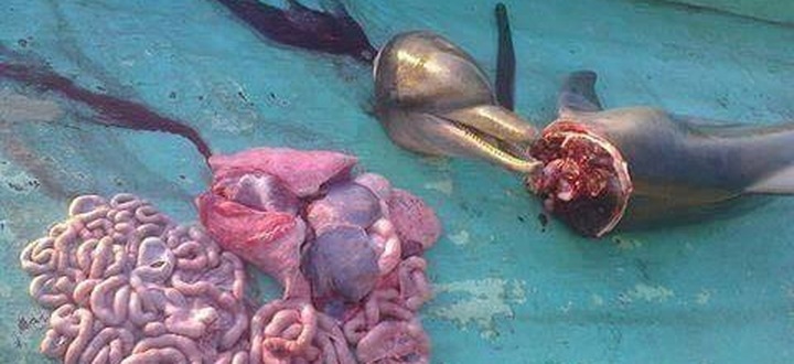 Police search for dolphin killers - 2 Police search for dolphin killers - 2