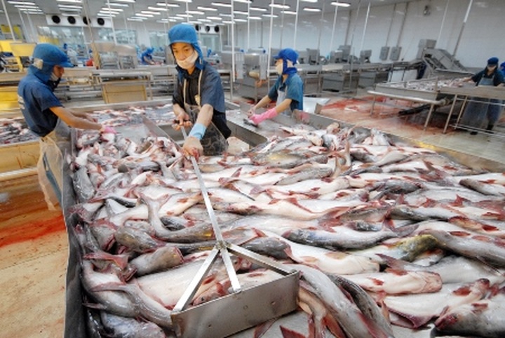 Vietnam to build European tra fish distribution centre - 1