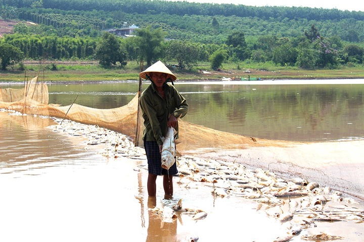 Tonnes of fish found dead at Binh Phuoc Lake - 1 Tonnes of fish found dead at Binh Phuoc Lake - 1