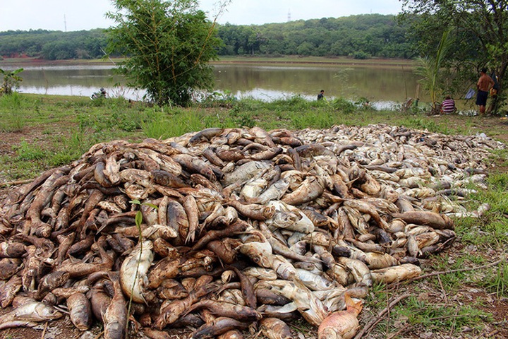 Tonnes of fish found dead at Binh Phuoc Lake - 4 Tonnes of fish found dead at Binh Phuoc Lake - 4