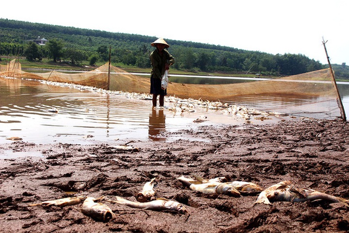 Tonnes of fish found dead at Binh Phuoc Lake - 3 Tonnes of fish found dead at Binh Phuoc Lake - 3