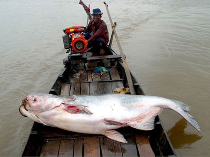 Mekong River reveals huge bounty - 4