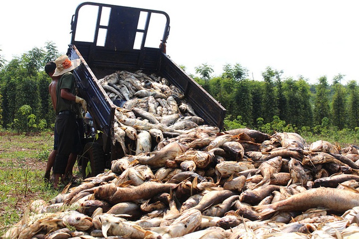Tonnes of fish found dead at Binh Phuoc Lake - 2 Tonnes of fish found dead at Binh Phuoc Lake - 2