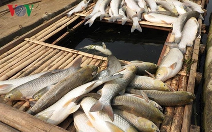 Pollution killed Thanh Hóa fish - 1