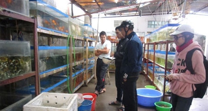 Fish breeding may disappear from Hanoi village - 1