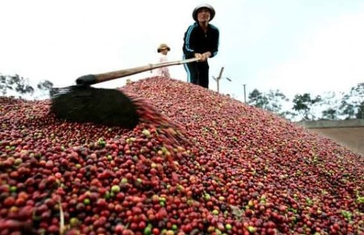 Falling coffee prices hit farmers - 1