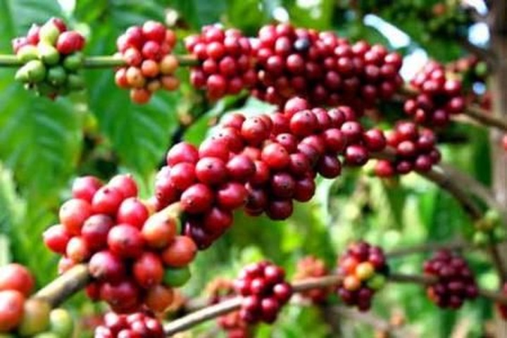 Thailand to grant GI recognition to Buon me Thuot coffee - 1 Thailand to grant GI recognition to Buon me Thuot coffee - 1